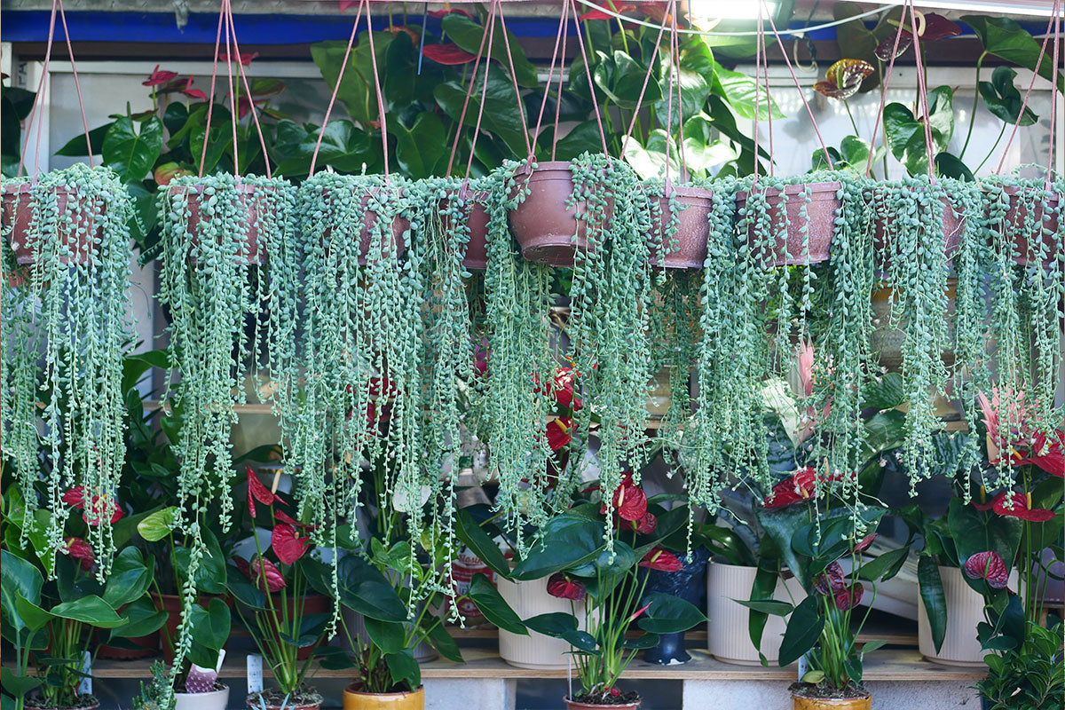 Giardino verticale fai da te: crea la tua oasi verde!