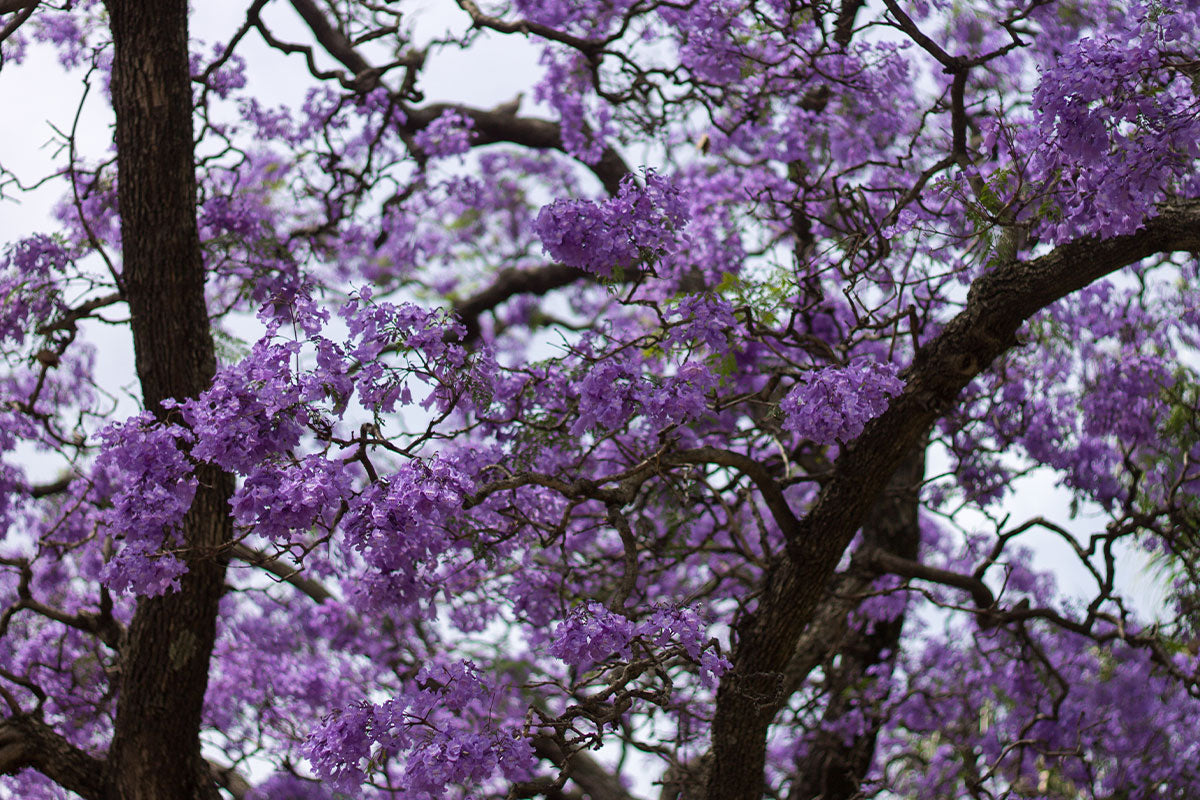 Il legno di Paulonia, un materiale che rispetta l'ambiente