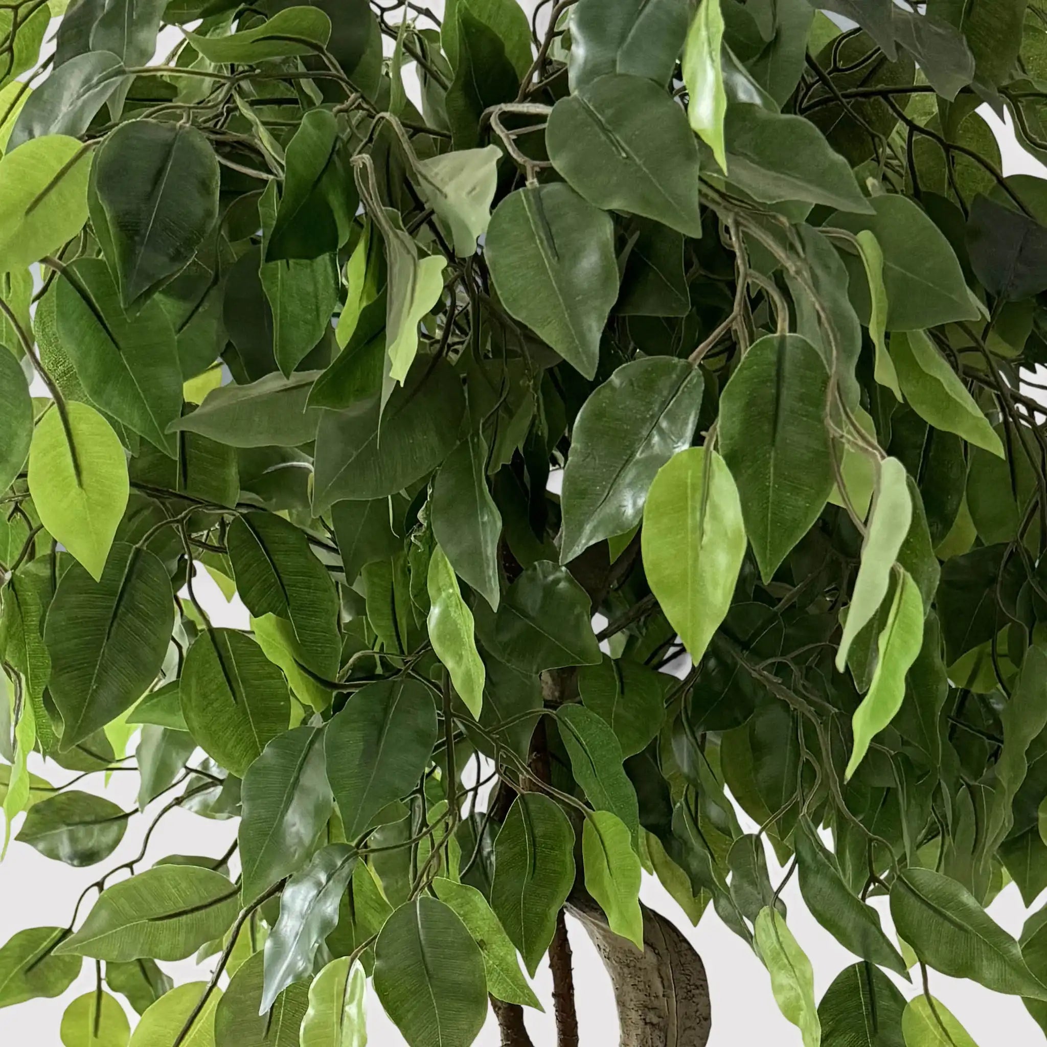 Akdem - Ficus artificiale con foglie in plastica per casa o esterno