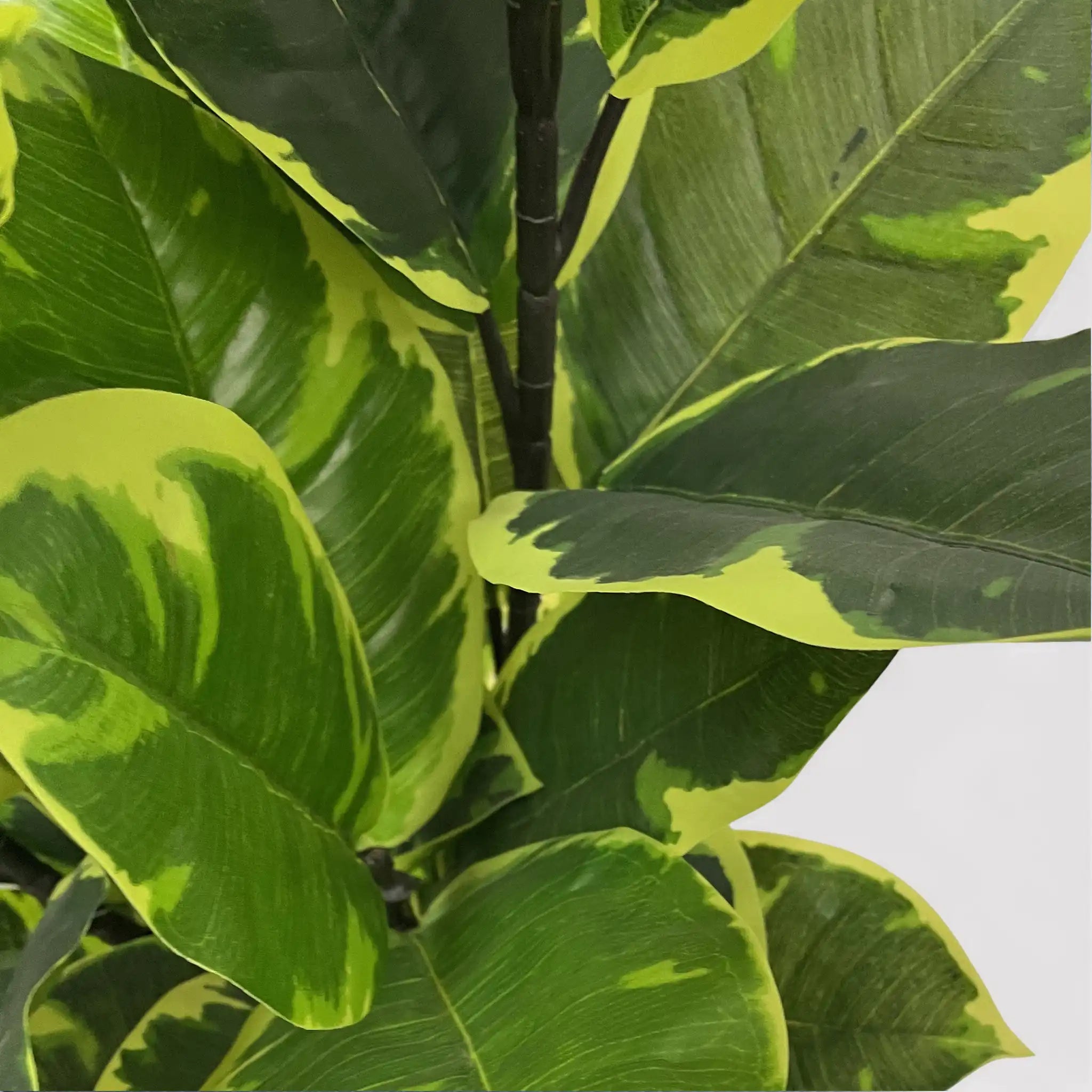 Baishi - Finta pianta di fico indiano per decorazione casa