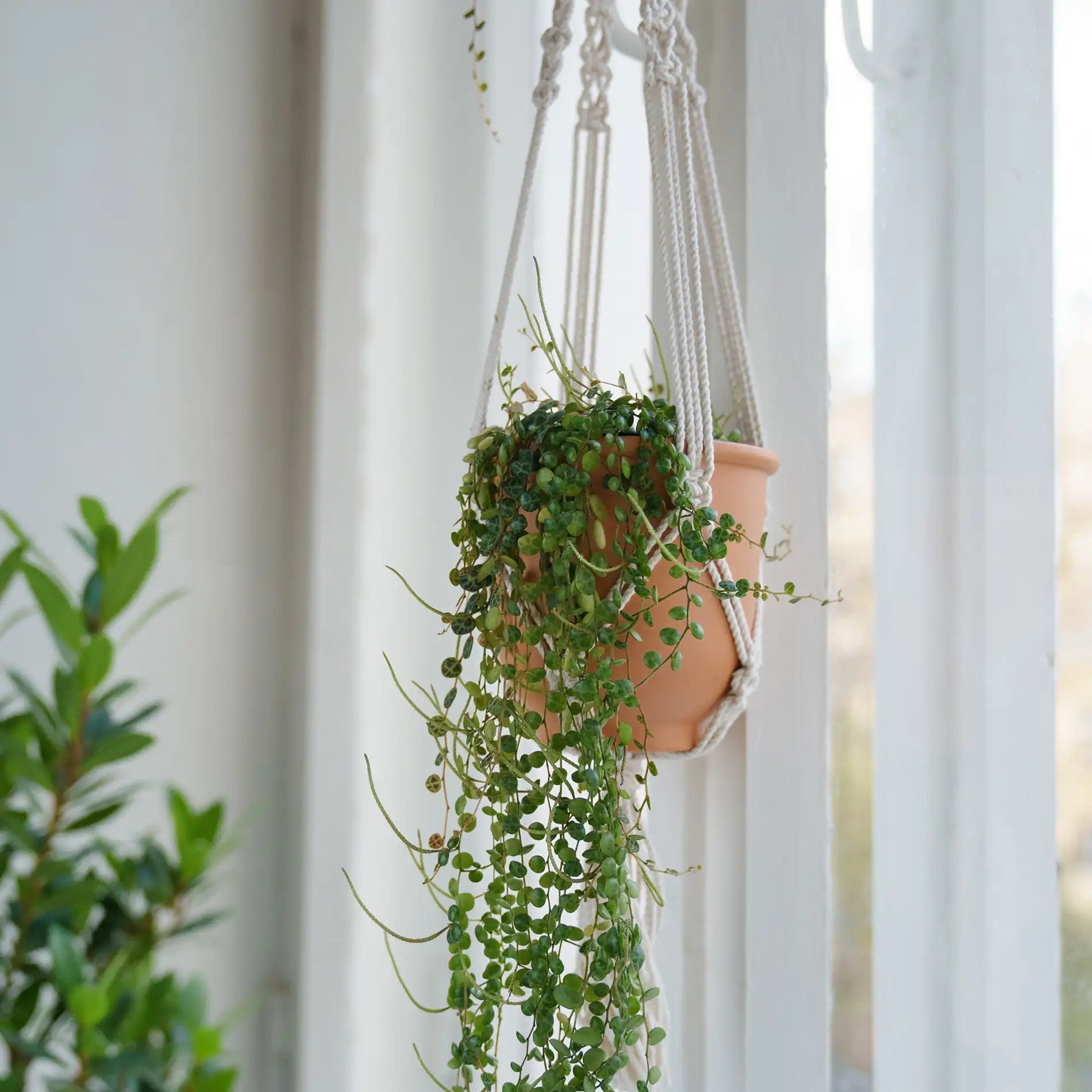 Tecolote - Portavaso pensile beige H 80 cm