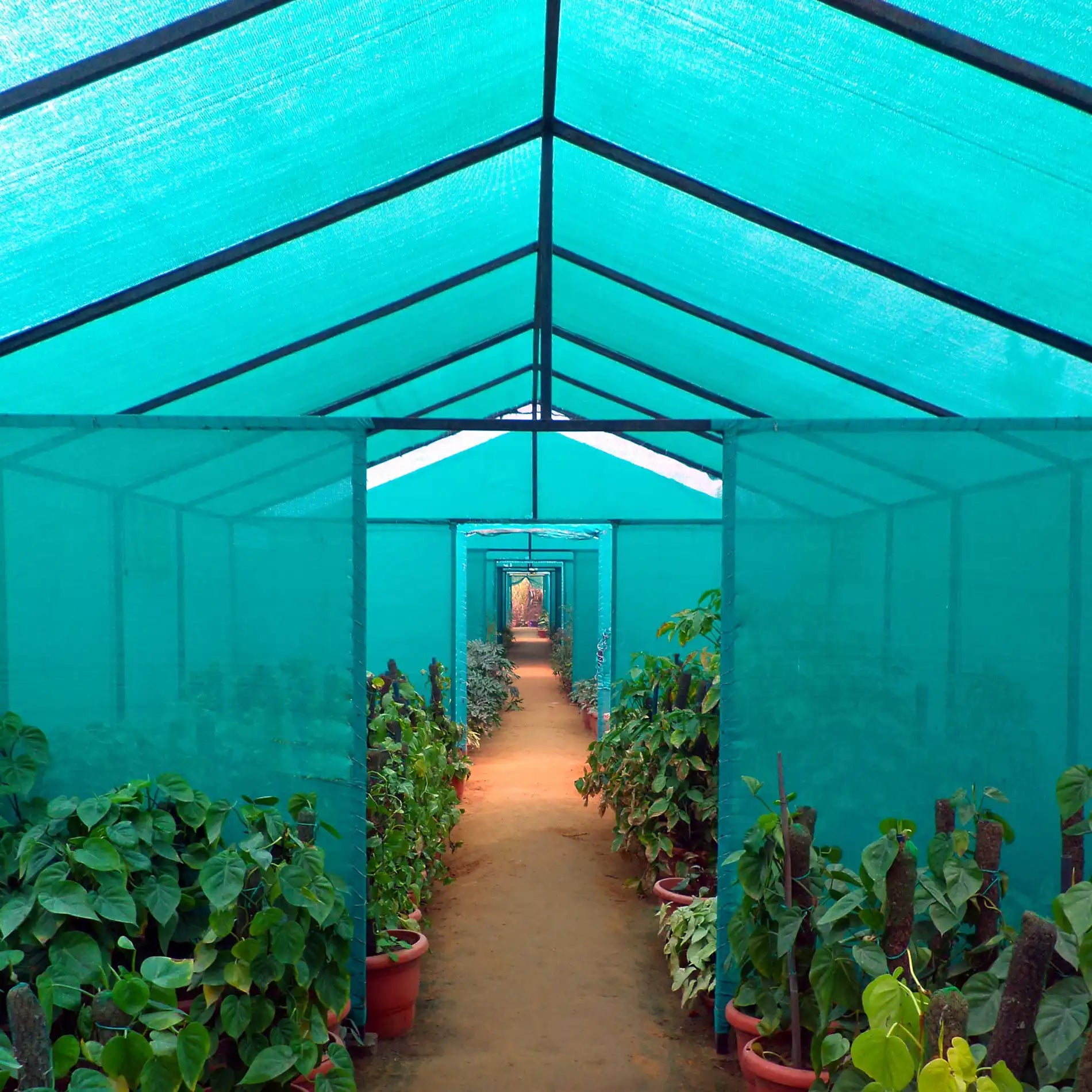 Germander - Telo ombreggiante 1,5 x 25 mt per recinzione o pergolato