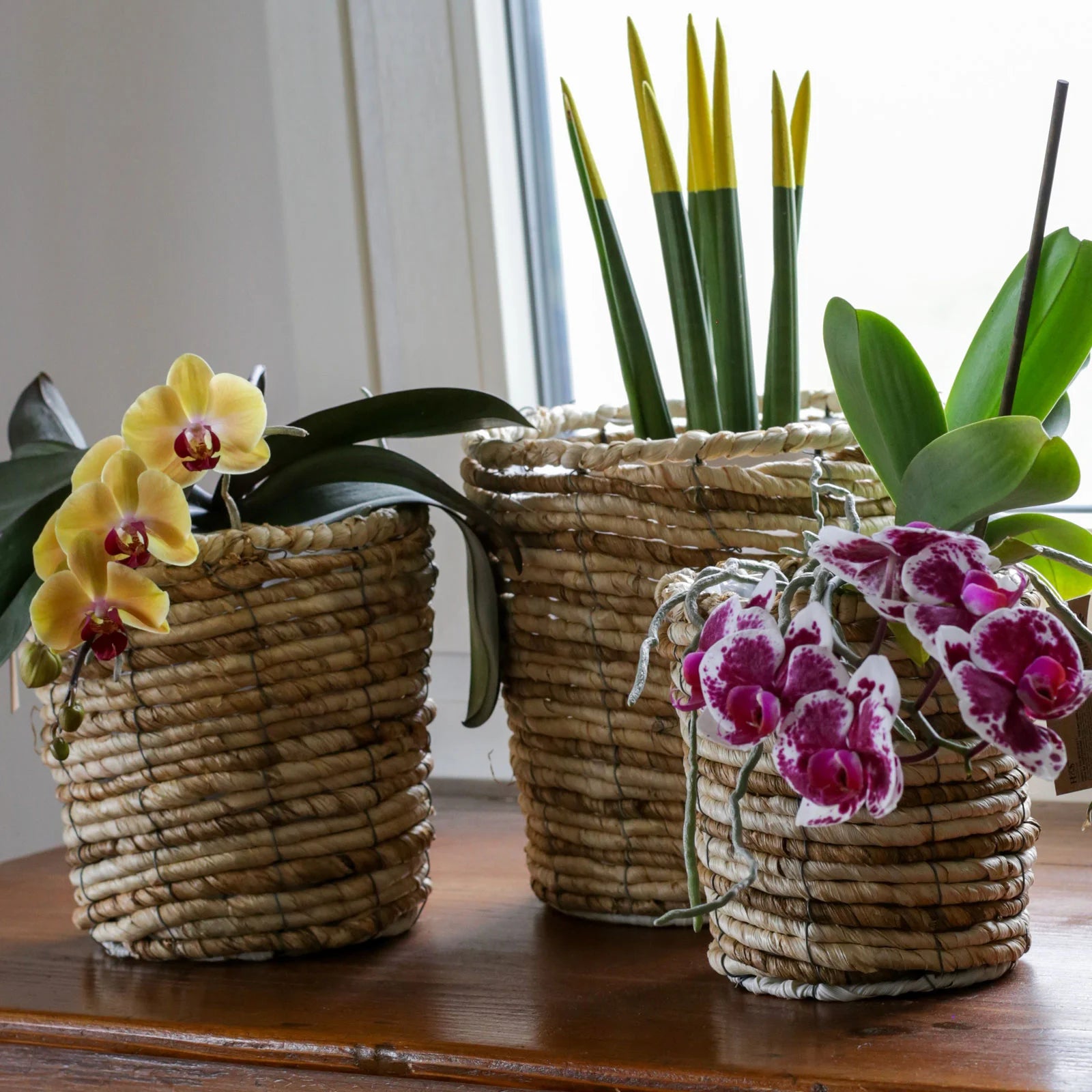 Ixora - Set di 3 cesti per piante in paglia di mais