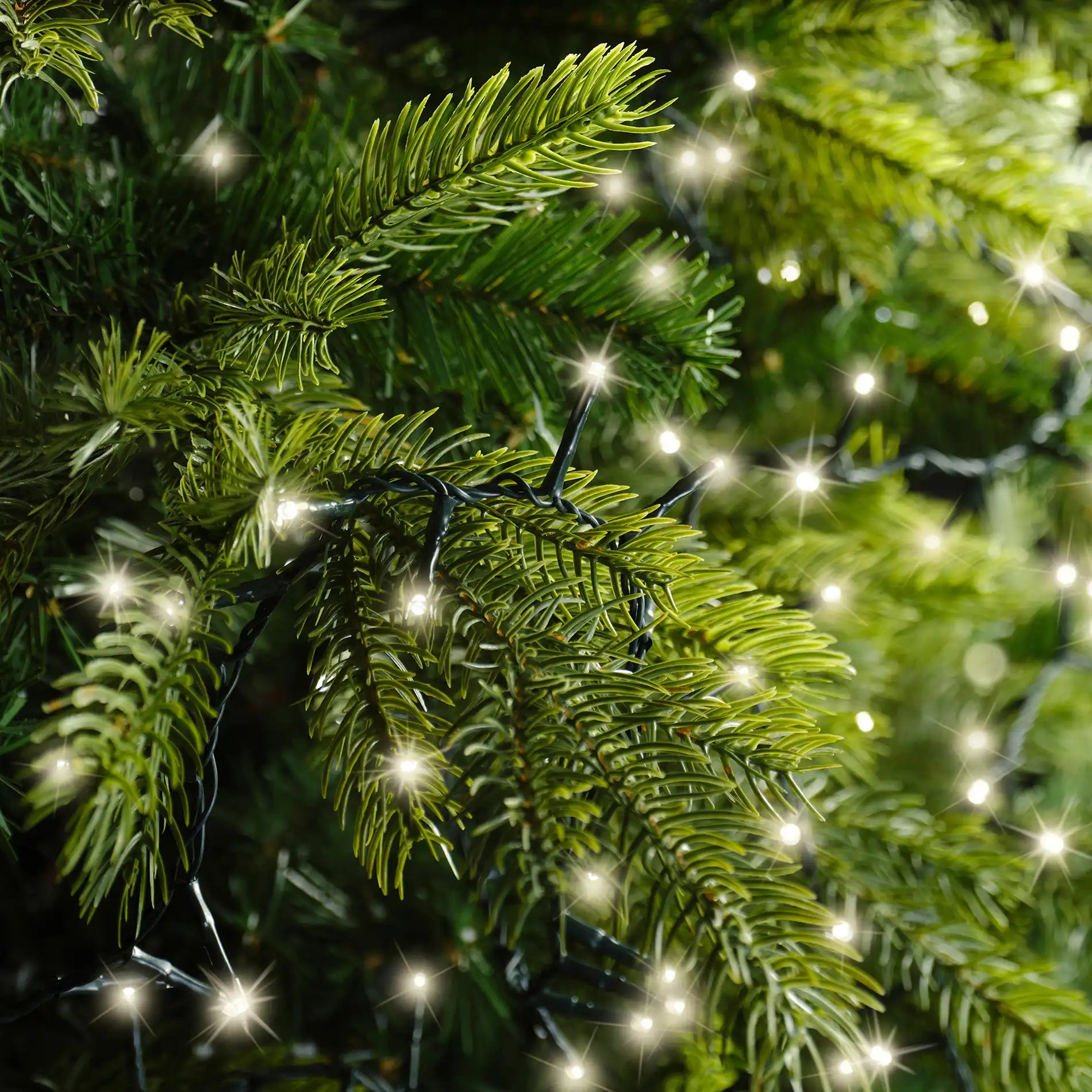 Rizofora - Luci per albero di Natale con 1000 led