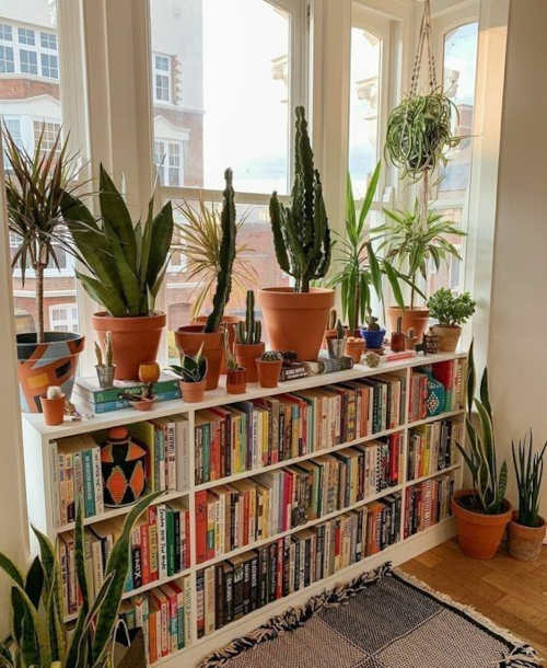 Come arredare una libreria con le piante