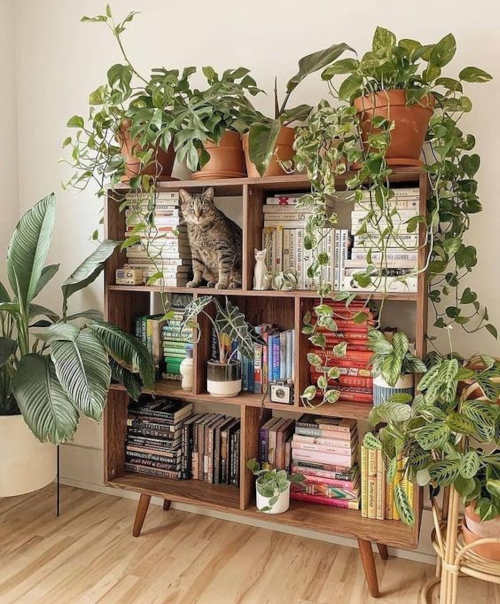 Libreria con piante